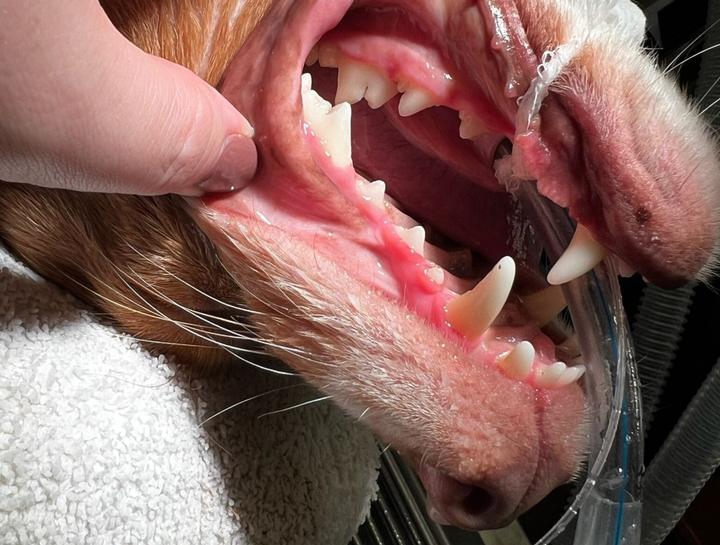 Preventive  Dental Care