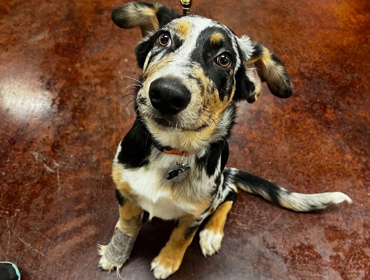 Urgent Veterinary Care