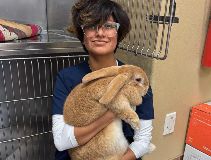 $City Small Animal Veterinarian