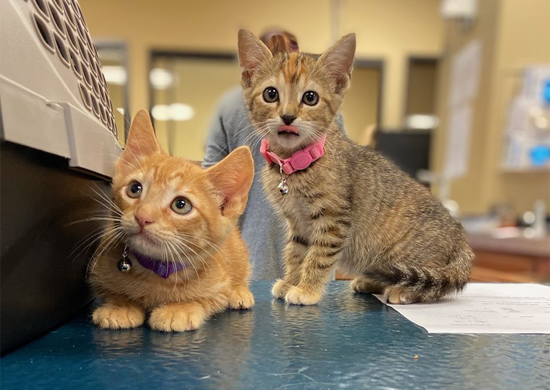 Carousel Slide 3: Kittens Veterinary Care, Rockwall